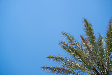 Top of palm on blue sky background. Green blue nature. Backdrop, background. Bright colors. Advertising of palm leaves