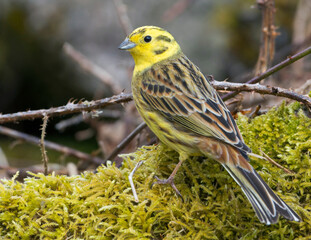 Yellowhammer, Emberiza citrinella