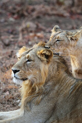 Asiatic lion, Panthera leo leo