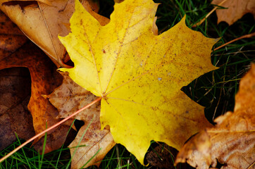 Yellow autumn maple leaves on the ground