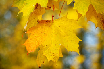 Yellow autumn maple leaves on a tree