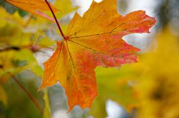 Fototapeta na wymiar Yellow autumn maple leaves on a tree