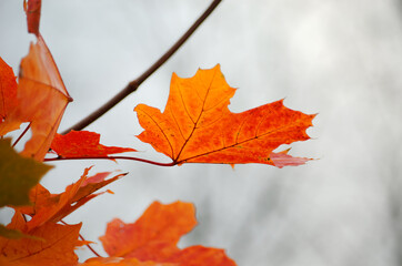 Yellow autumn maple leaves on a tree