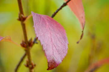 textural beautiful leaves of ornamental shrubs