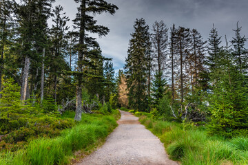 The Black Forest of Germany