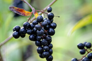 Decorative shrub with black berries