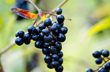 Decorative shrub with black berries