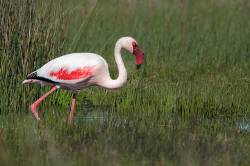 Lesser Flamingo, Phoenicopterus minor