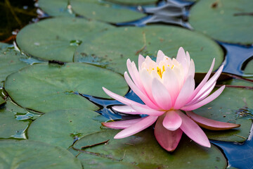 Nymphaea