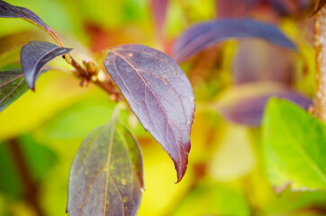 textural beautiful leaves of ornamental shrubs
