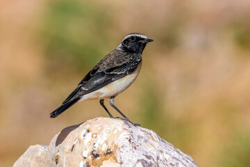 Pied Wheatear, Oenanthe pleschanka