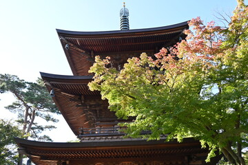 tree red leaves with a temple behind
