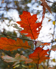 Rote Herbstblätter von einer amerikanischen Eiche im Wald. Unscharfer Hintergrund.