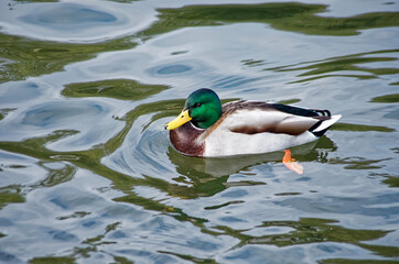 beautiful duck swimming in the pond