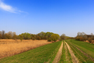 Summer landscape with green grass