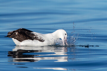 Fototapeta premium Northern Royal Albatross, Diomedea sanfordi