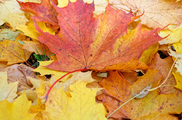 Naklejka na ściany i meble Yellow autumn maple leaves on the ground