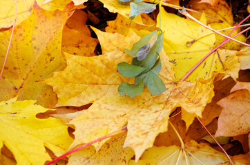Yellow autumn maple leaves on the ground