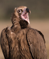 Cinereous vulture, Aegypius monachus
