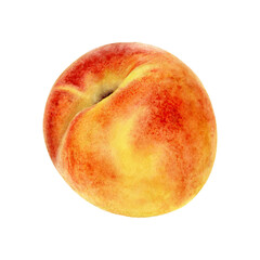 Peach fruit watercolor illustration isolated on white background