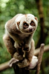 Slow loris (Nycticebus) sitting on a wooden platform in a tropical forest