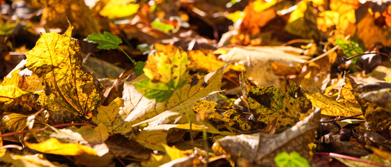 Im Hebst zeigen sich  die Blätter im Wald in den schönstem Farben - Herbstlaub