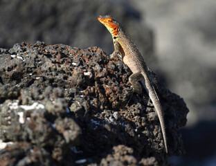 Lava Lizzard, Microlophus species