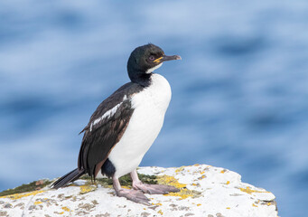 Naklejka premium Auckland Islands Shag, Leucocarbo colensoi