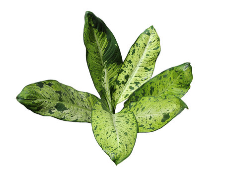 Camouflage leaf cut out on white background