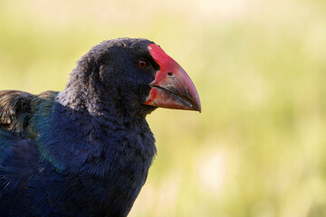 South Island Takahe, Porphyrio hochstetteri