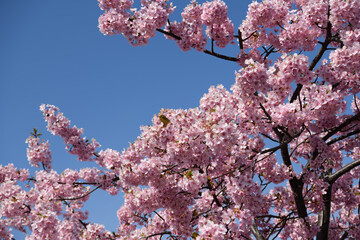 メジロと河津桜