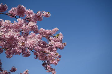 メジロと河津桜