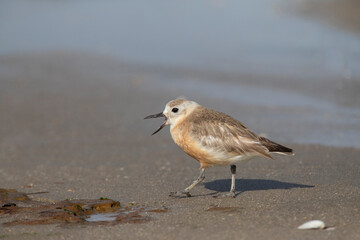 New Zealand Dotterel, Charadrius obscurus