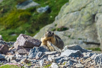 Marmot in the Alps mountains Italy