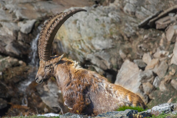 Alpine ibex in the mountains of Gran Paradiso National Park in Piedmont, Italy