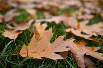 Blätter Laub Herbst Nahaufnahme im Wald