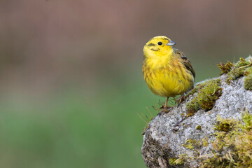 Yellowhammer, Emberiza citrinella