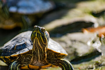 Freshwater red-eared turtle or yellow-bellied turtle. An amphibious animal with a hard protective shell swims in a pond and basks on land in sunlight among rocks