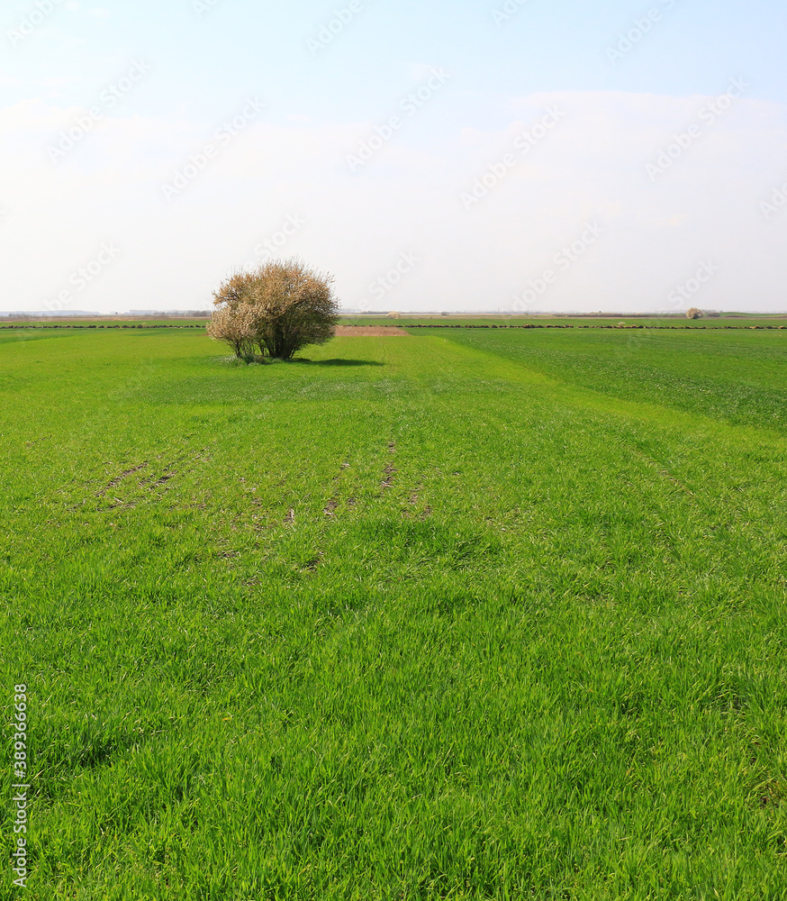 Sticker field,tree and blue sky