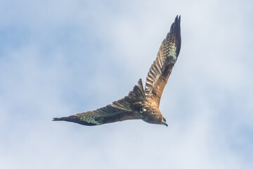 Hawk flying over the Ha Long Bay, Vietnam