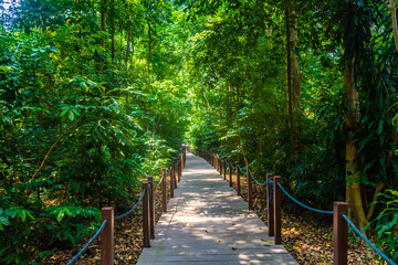 Fototapeta premium Tropical rainforest of Singapore botanic gardens