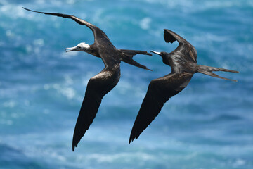 Magnificent Frigatebird, Fregata magnificens