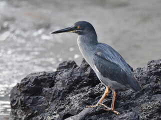 Lava Heron, Butorides sundevalli