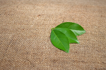 Three lemon green leaves on a background