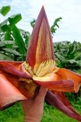 Costa Rica Arenal Volcano and La Fortuna - Banana Flower or Banana blossom or Banana hearts