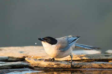 Blauwe Ekster, Iberian Magpie, Cyanopica cooki