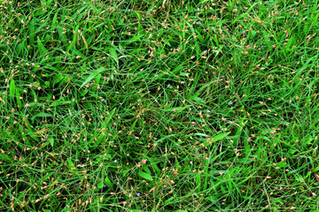 Green grass and it's flowers as a background image - top view