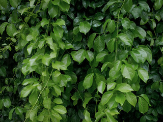 Full Frame Background of Fresh Green Plant Leaves