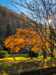 Autumn tree with gold-colored crown, mobile foto