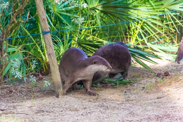 Wild otter in Gardens by the Bay, Singapore